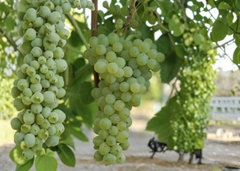 Seedless Grape Vine Live Plant 20 Inch Cutting in Pot Ready to Plant Sweet Grape Climbing Fruit Vine