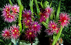 Dragon Fruit Unrooted Cuttings 8–14 Inch Pitaya Cactus Plant for Propagation