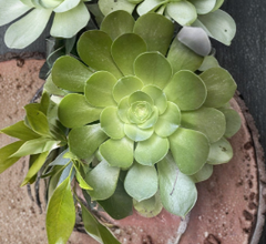Aeonium Arboreum Succulent Cuttings Set of 3 Large Rosettes 3–10 Inch Unrooted Plants