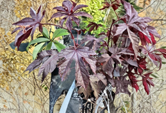 Cranberry Hibiscus Live Plant Cuttings Hibiscus Acetosella Roselle Leaf Plant for Growing Garden