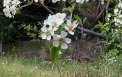 Bartlett Pear Tree Unrooted Cuttings Set of 12 for Rooting or Grafting