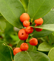 Super Double Rare Hong Kong Kumquat Cuttings (Fortunella hindsii) – 3 Fresh Scions for Rooting or Grafting – Mini Wild Citrus