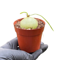 Climbing Onion