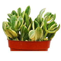 Crassula Ovata 'Variegated Jade' Succulent - 4" Pot