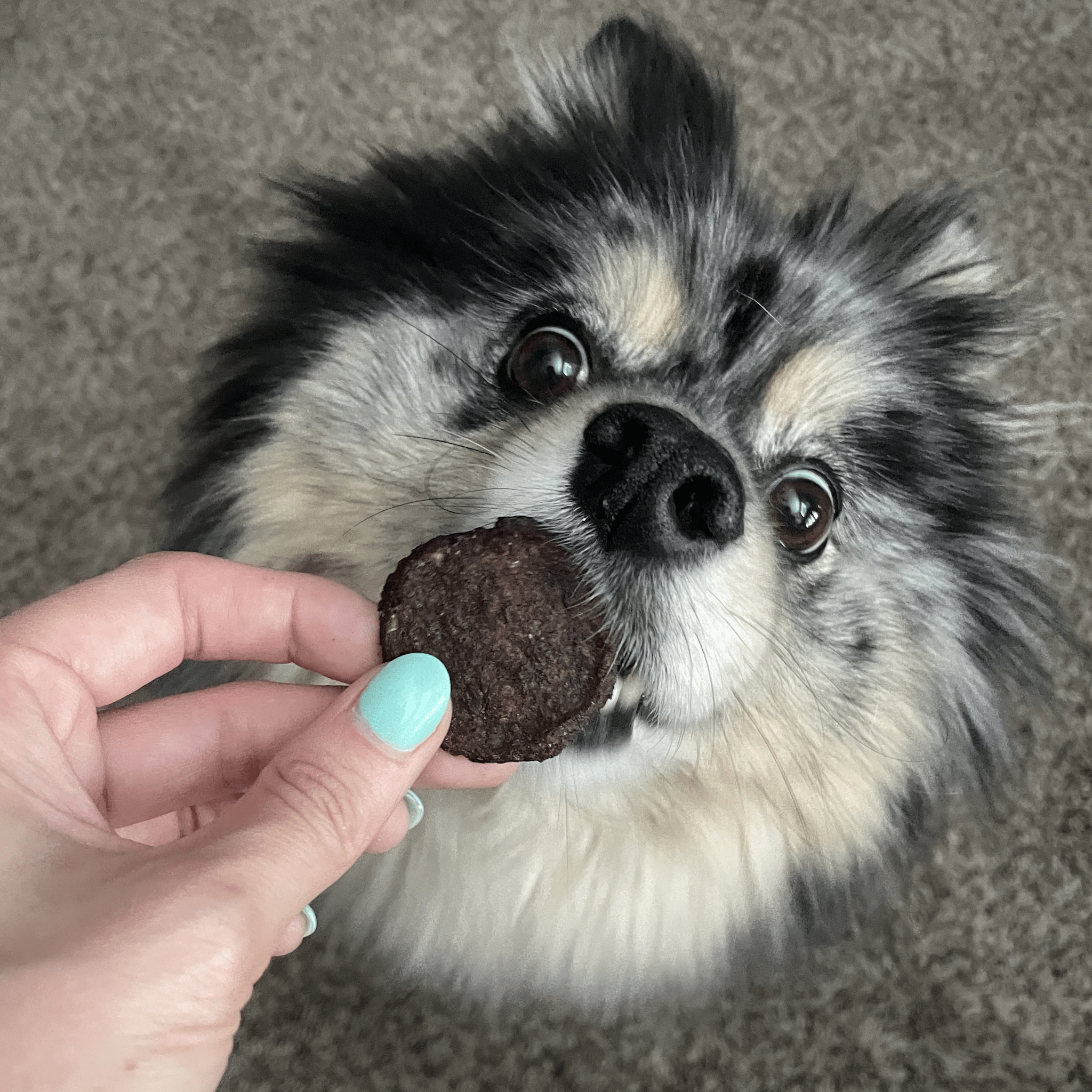 Holiday Chips Dog Treats - Beef & Fish 4oz
