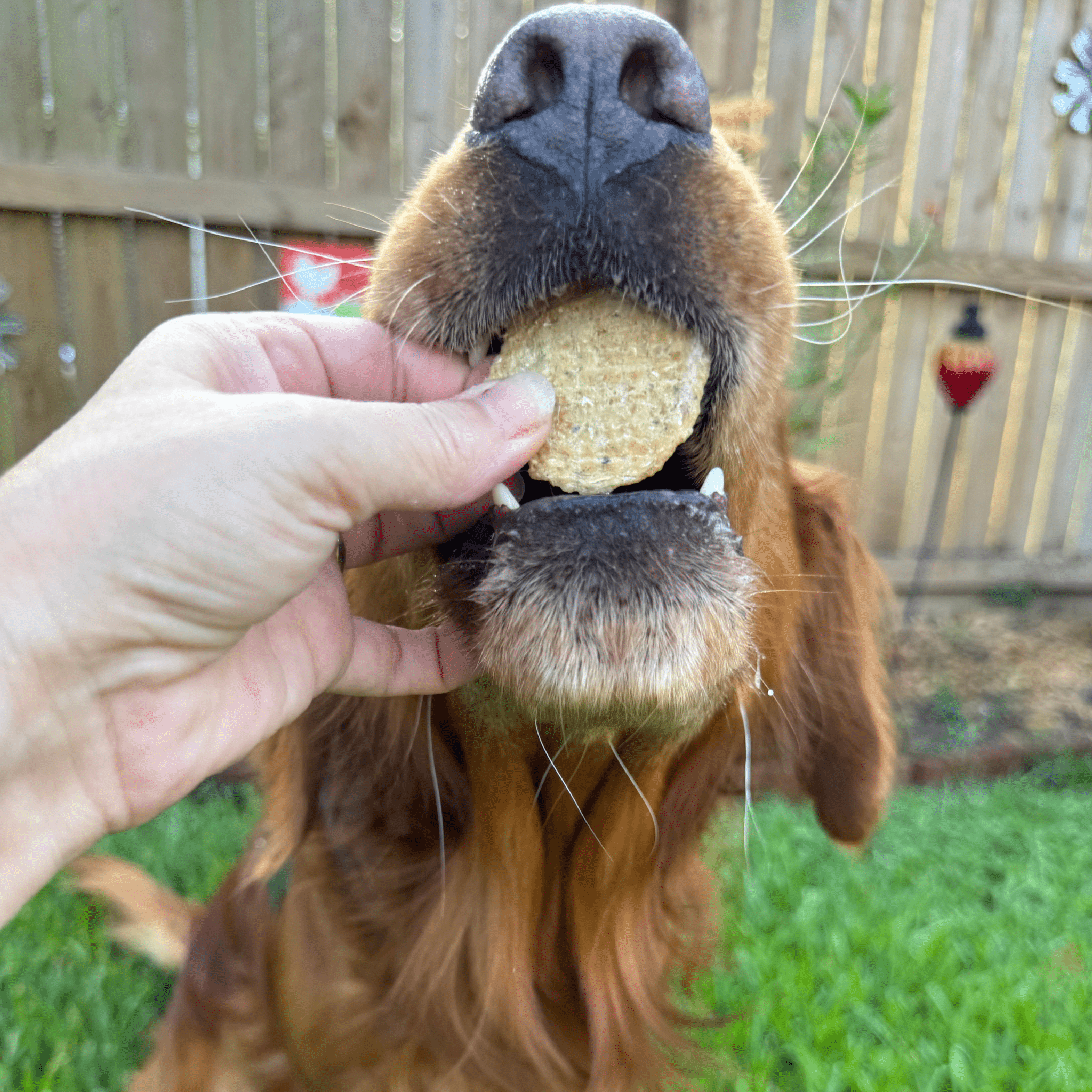 Holiday Chips Dog Treats - Beef & Fish 4oz