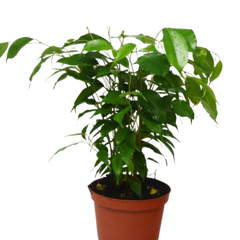 Ficus 'Benjamina' - 6" Pot