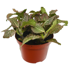 Fittonia 'Pink'