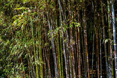 Black Bamboo Rhizomes – Phyllostachys nigra, Bare Root, Fast-Growing, Rare Black Canes, Cold Hardy Bamboo for Landscaping & Privacy