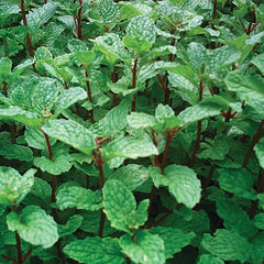 5 Rooted Mojito Mint Plants | Mentha villosa | Organic Non-GMO Cuttings | Cuban Mint for Cocktails, Tea, & Garden | Heirloom Herb