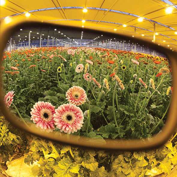 Coup HPS Transition | Grow Room Glasses