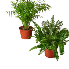 2 - 6" Pet-Friendly Plants Premium Subscription box