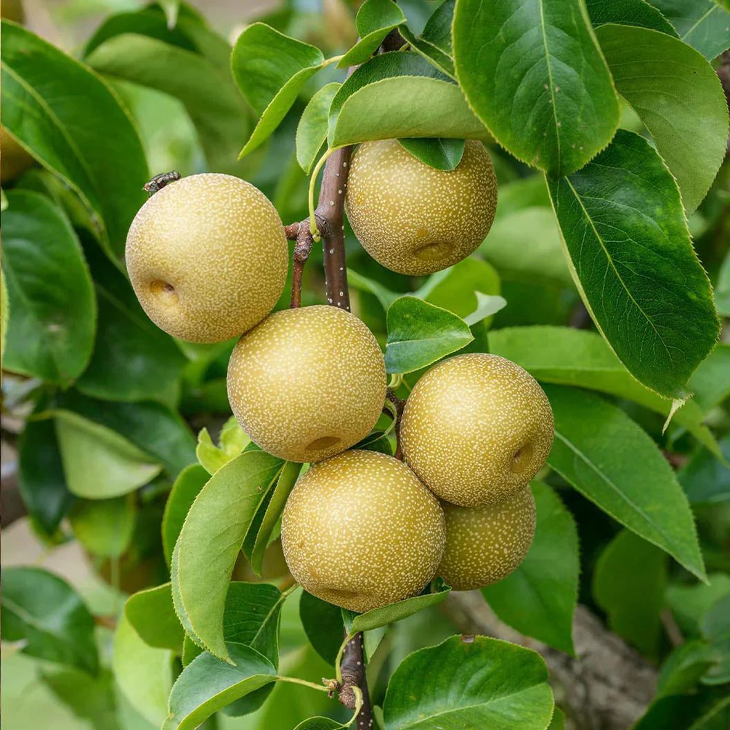 10 Asian Round Pear Tree Cuttings (Unrooted) – Pyrus pyrifolia Scion Wood – Fresh Cuttings for Rooting, Grafting & Propagation