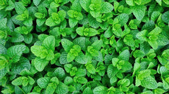 6 Hydroponic Peppermint Rooted Cuttings | Mentha × piperita | Live Herb Plants for Tea, Cooking, Aromatherapy, Indoor Garden