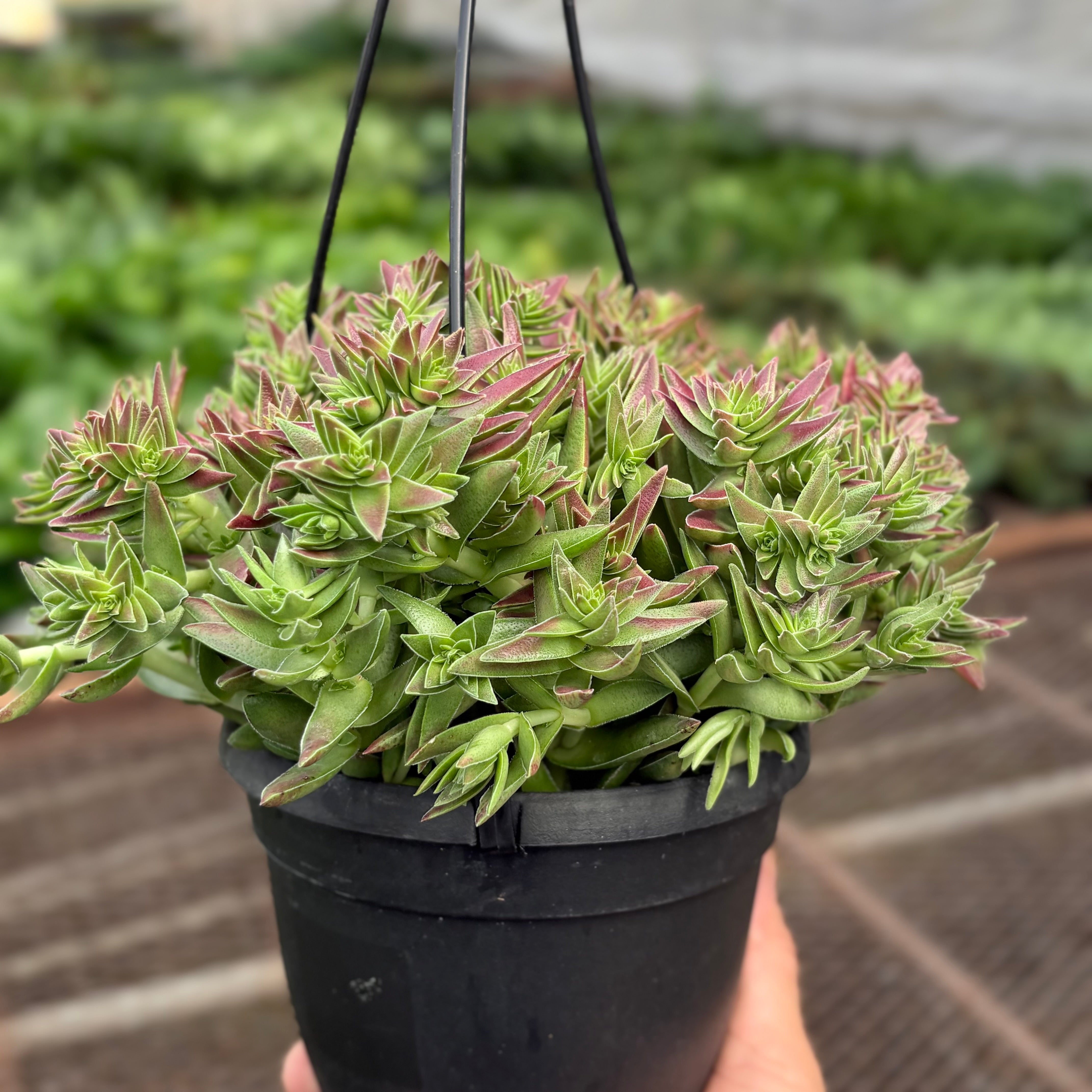Succulent Crassula Capitella Red
