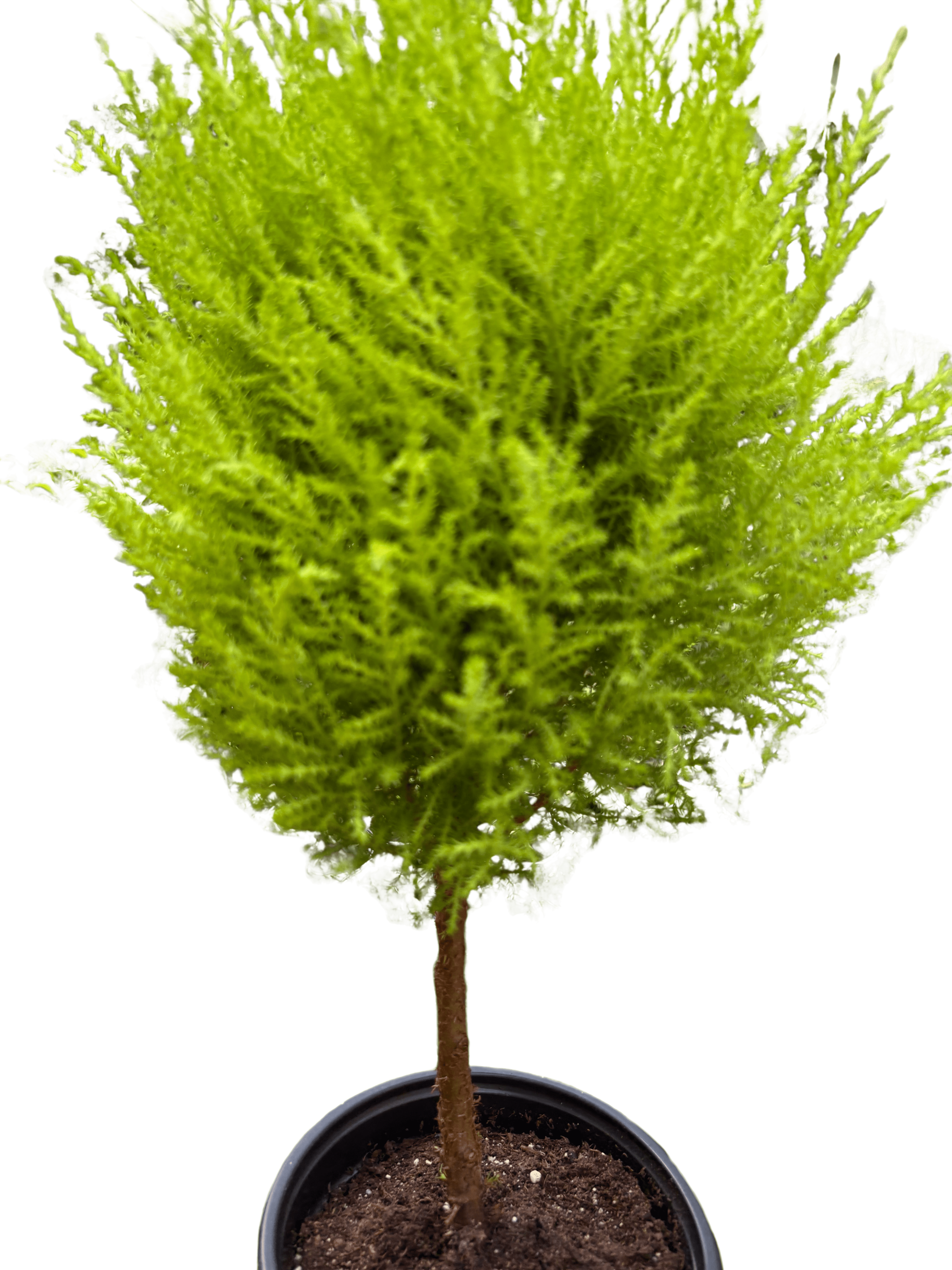 Cypress Lemon Topiary | Fragrant Chartreuse Topiary Plant | House Plant Shop