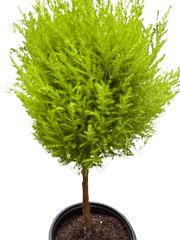 Cypress Lemon Topiary | Fragrant Chartreuse Topiary Plant | House Plant Shop