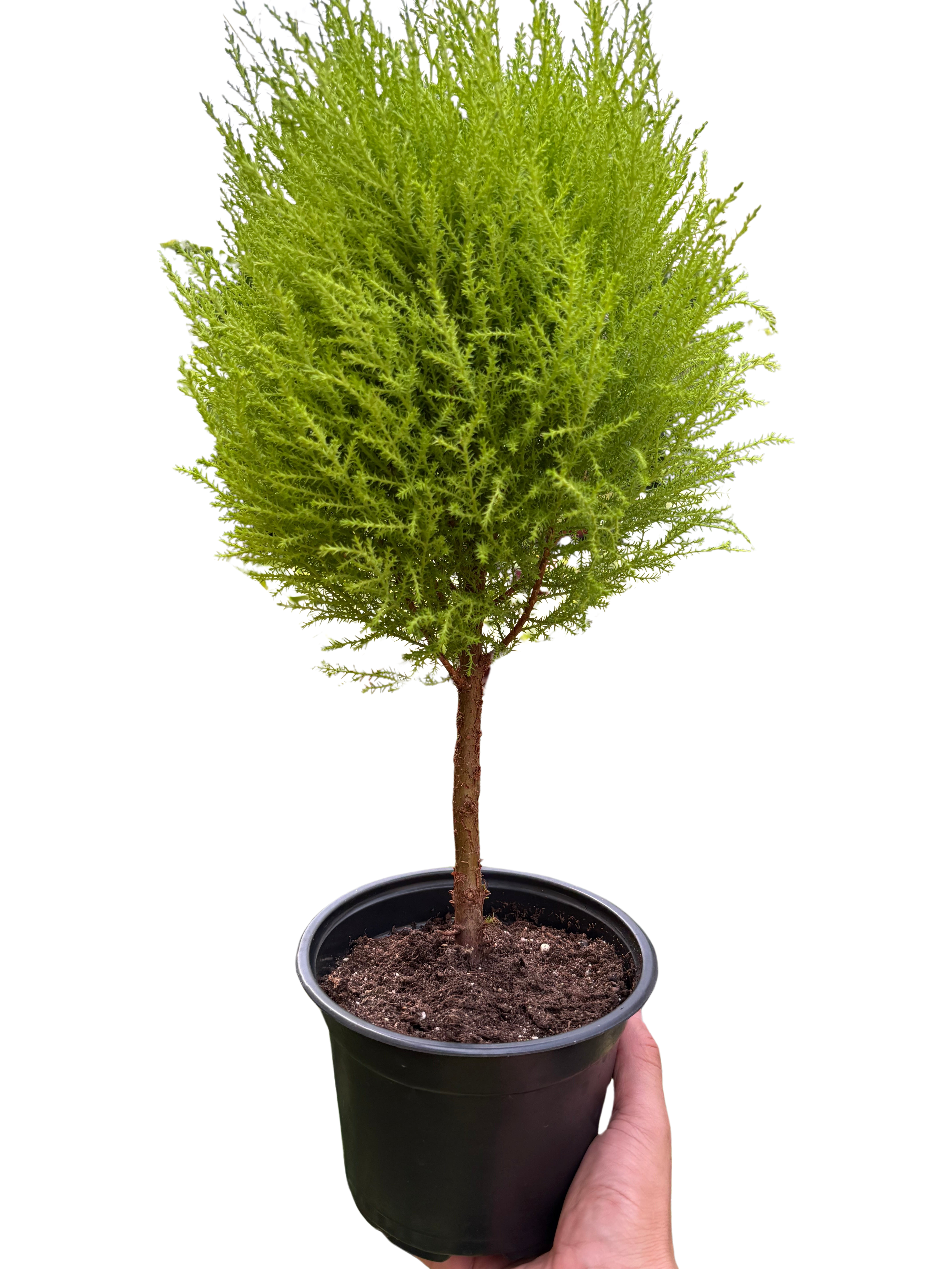 Cypress Lemon Topiary | Fragrant Chartreuse Topiary Plant | House Plant Shop