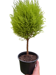 Cypress Lemon Topiary | Fragrant Chartreuse Topiary Plant | House Plant Shop
