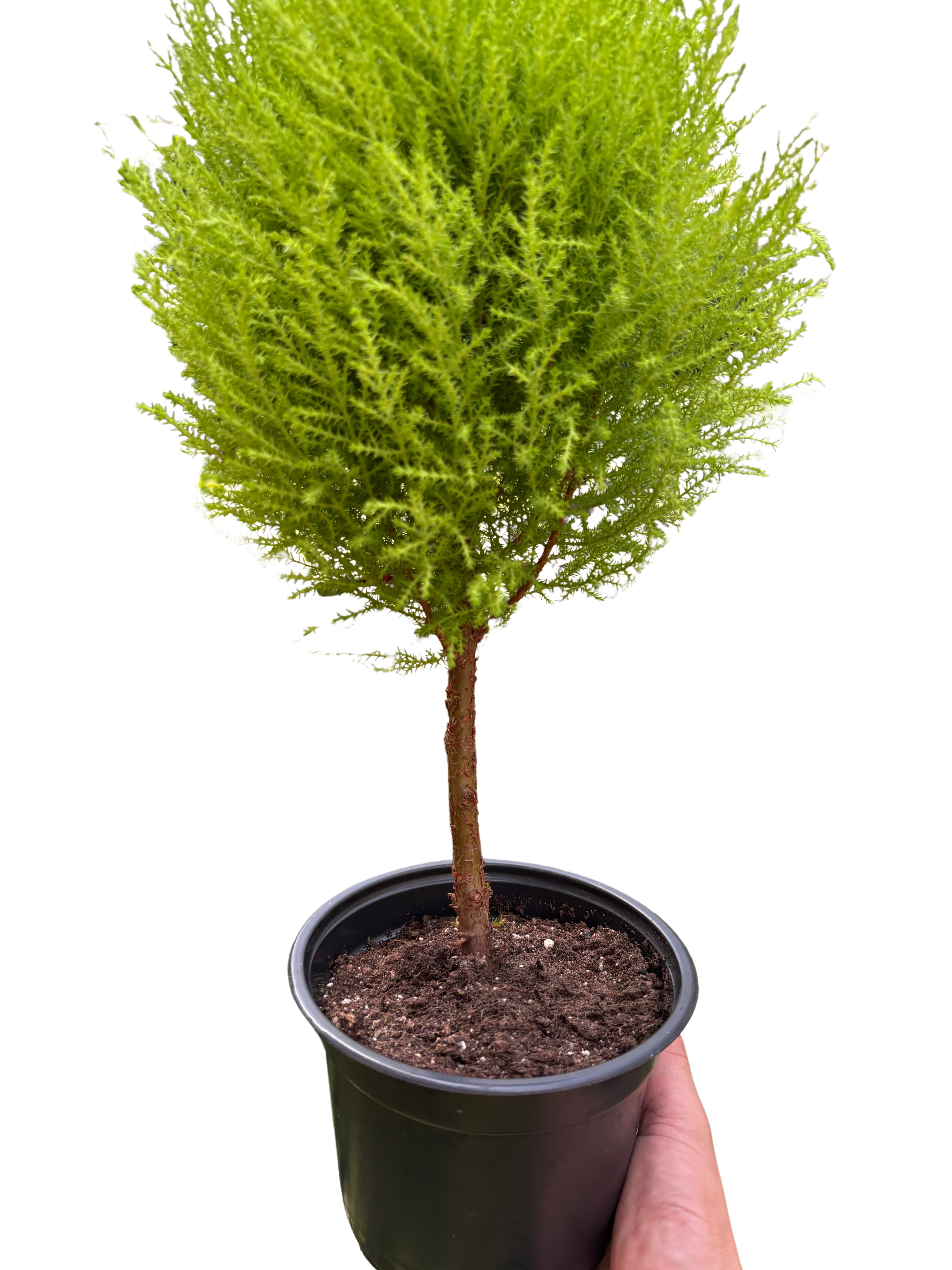 Cypress Lemon Topiary | Fragrant Chartreuse Topiary Plant | House Plant Shop