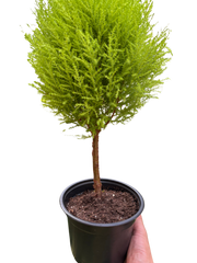 Cypress Lemon Topiary | Fragrant Chartreuse Topiary Plant | House Plant Shop