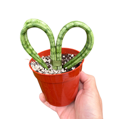 Snake Plant Heart | Compact Heart-Shaped Low-Maintenance Plant | House Plant Shop