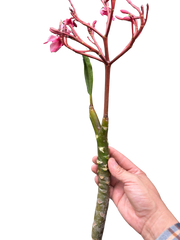 Plumeria Mex Pink Single | Fragrant Pink Tropical Flowers | House Plant Shop