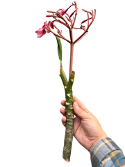Plumeria Mex Pink Single | Fragrant Pink Tropical Flowers | House Plant Shop