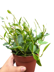 Peperomia Angulata (Beetle Peperomia) | Unique Trailing Plant | House Plant Shop