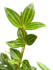 Peperomia Angulata (Beetle Peperomia) | Unique Trailing Plant | House Plant Shop