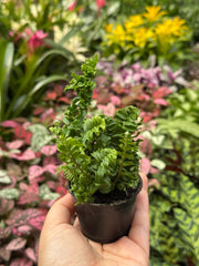 Fern 'Emina' | Curly Boston Fern for Hanging Displays | House Plant Shop
