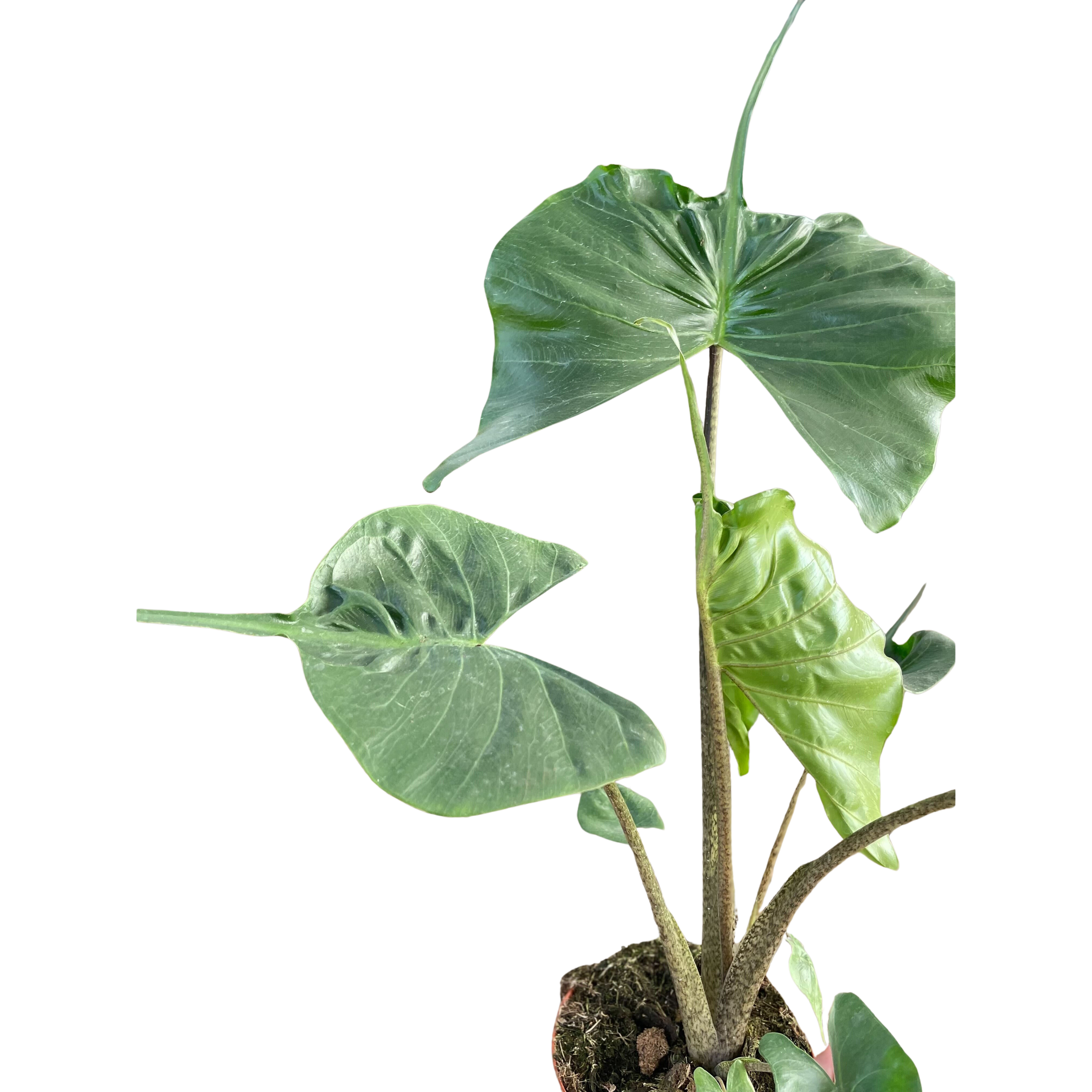 Alocasia Stingray | Unique Elephant Ear Plant | House Plant Shop