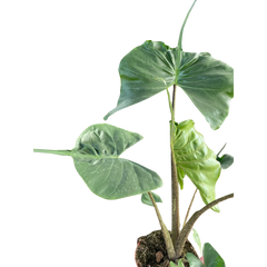 Alocasia Stingray | Unique Elephant Ear Plant | House Plant Shop