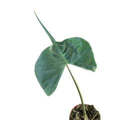 Alocasia Stingray | Unique Elephant Ear Plant | House Plant Shop
