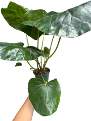 Farfugium japonicum (Leopard Plant) | Bold Architectural Foliage Plant | House Plant Shop