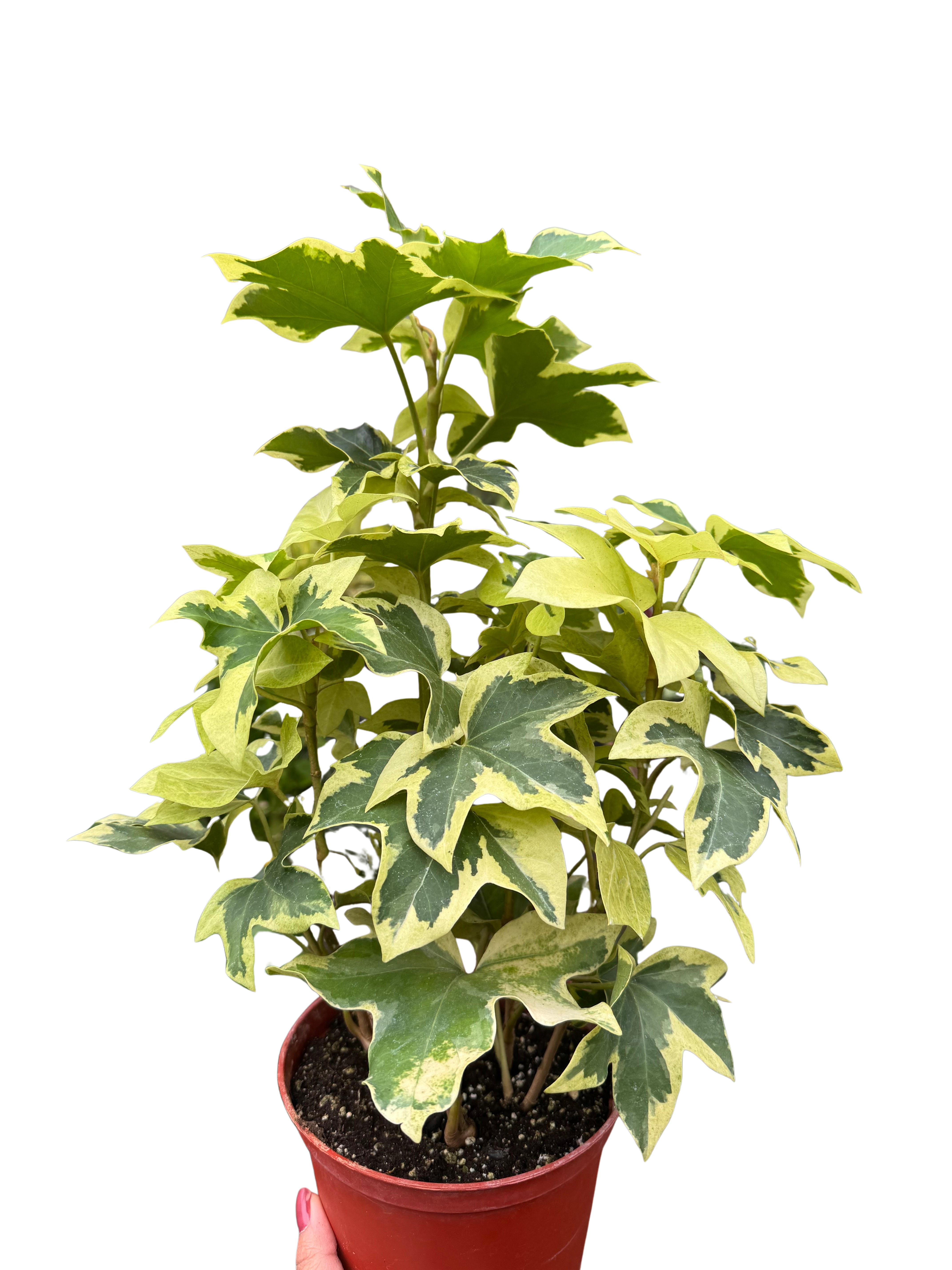 Variegated English Ivy | Trailing Plant with Cream & Green Leaves | House Plant Shop