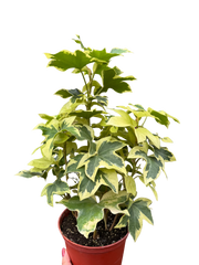 Variegated English Ivy | Trailing Plant with Cream & Green Leaves | House Plant Shop