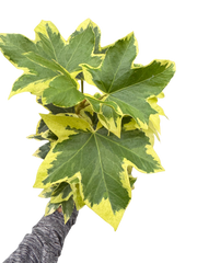 Variegated English Ivy | Trailing Plant with Cream & Green Leaves | House Plant Shop