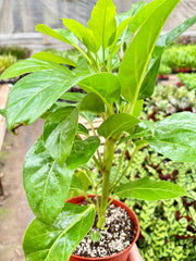 Schefflera Actinophylla