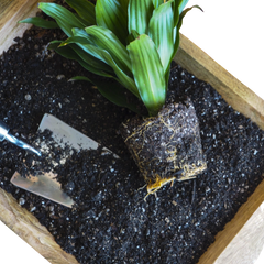 Indoor Plant Potting Soil - Puck