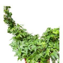 Ivy Green Topiary Heart