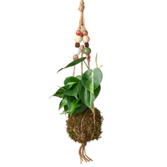 Bead Kokedama Moss Ball Hanging Plant