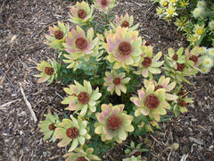 Leucadendron tinctum Seeds – Conebush, South African Protea Shrub, Evergreen Ornamental (5 Seeds)