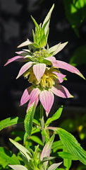 Monarda punctata Seeds – Spotted Bee Balm | Native Wildflower | Pollinator & Medicinal Plant | 100 Seeds