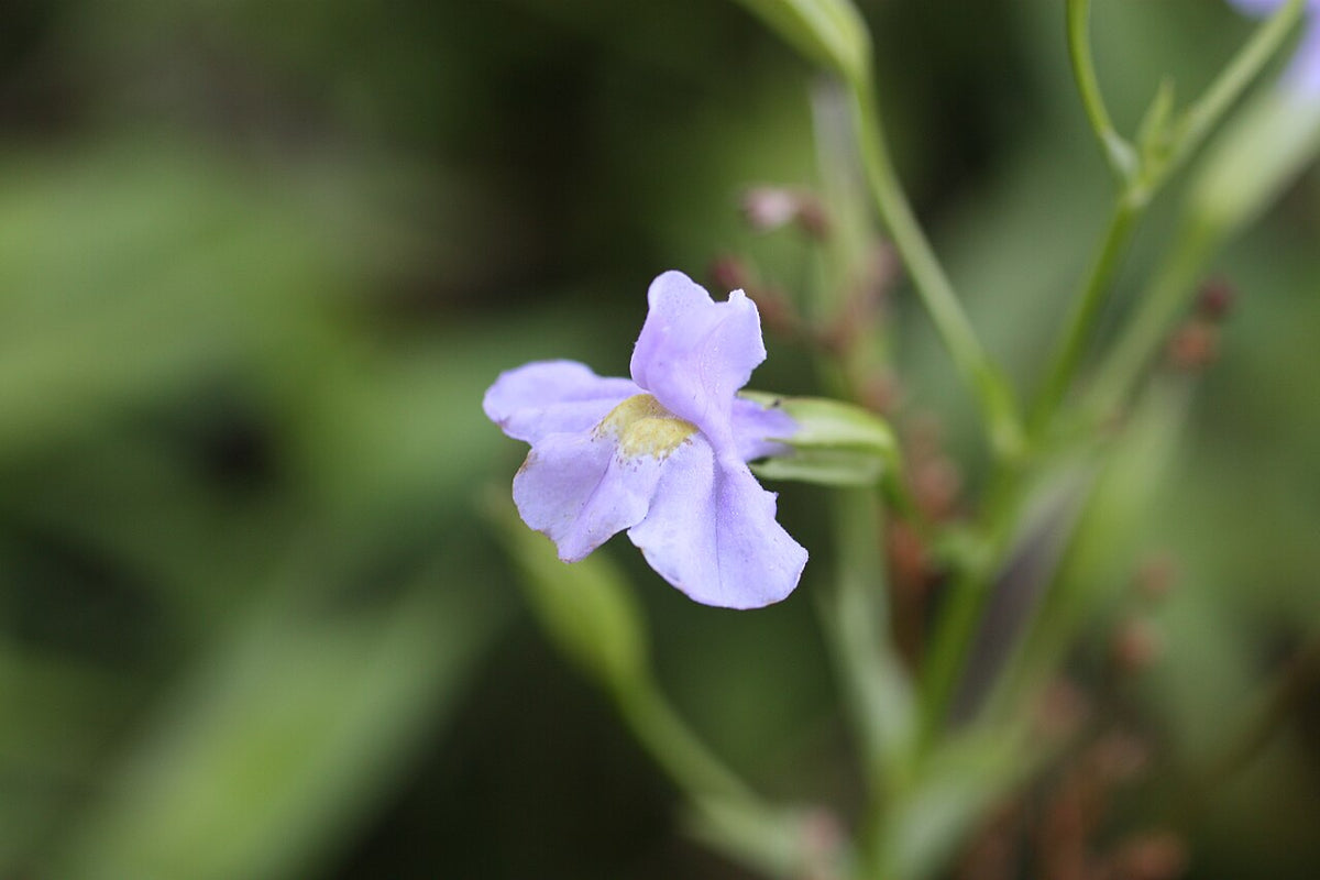5000 Mimulus ringens Seeds | Monkey Flower | Allegheny Monkeyflower | Square-Stemmed Monkeyflower | Native Wetland Plant