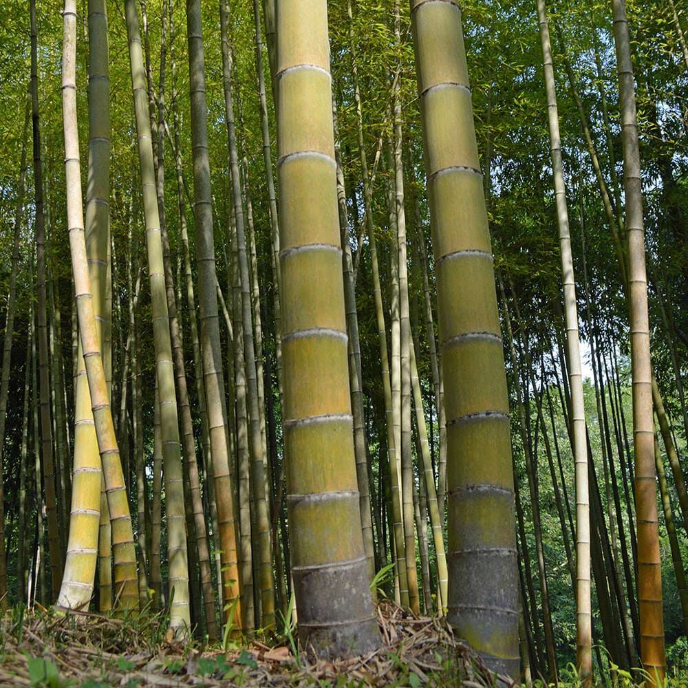 bamboo plant fast growing 2 Spring SA / Mosso Bamboo Bare Root (Phyllostachys edulis) – Giant Timber  Bamboo, Fast Growing, Cold Hardy, Clumping