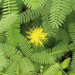 Live Water Mimosa Neptunia oleracea | Tropical Aquatic Pond Plant | Floating/Marginal Bareroot Live Plant for Water Gardens