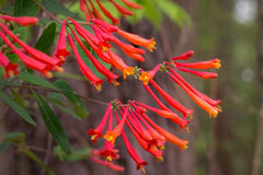 Lonicera sempervirens ‘Honey Coral’ | Native Coral Honeysuckle Vine | 1 Live Starter Plant | Hummingbird Magnet | Non-Invasive