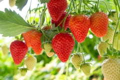 Ozark Beauty Strawberry Plants (10 Bare Root) – Everbearing Variety – Sweet & Juicy Berries – Hardy, Productive Garden Fruit