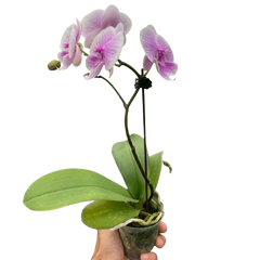 Orchid 'Light Pink Phalaenopsis'